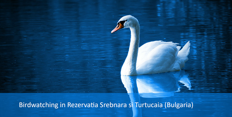 Birdwatching in Rezervatia Srebnara si Turtucaia (Bulgaria)